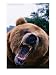 Grizzly Bear (Ursus Arctos), Denali National Park & Preserve, Alaska, USA Photographic Poster Print
