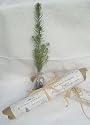 Evergreen Tree Seedlings