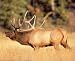 Bull Elk Art Print POSTER OOP reindeer RARE deer OOP NR - 20" x 16"