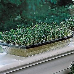 Broccoli Seeds - Sprouting Seed Broccoli