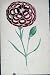 Hand Coloured C1875 Old Botanical Pink Godfrey