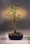 Bald Cypress Bonsai Tree.(taxodium distichum)