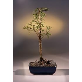 Bonsai Boy's Bald Cypress Bonsai Tree taxodium distichum:  Grocery &amp; Gourmet Food