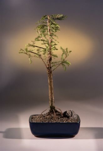 Bonsai Boy 