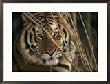 A Captive Tiger Shows a Formidable Expression Framed Photographic Poster Print by Roy Toft, 29x21