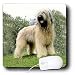 Dogs Briard - Briard - Mouse Pads