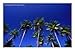 Tropical Trees In Guanica, Guanica, Puerto Rico, Photographic Print by Alfredo Maiquez, 40x30