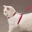 Savvy Tabby Nylon Cat Harness Tomato Red