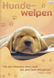 Eigenschaften Delta Music GmbH  / Hundewelpen