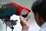 Feeding the Parrot - 18W x 12H - Peel and Stick Wall Decal by Wallmonkeys