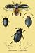 Art Poster, Beetles: Dytiscus Dimidiatus, Gyrinus Nalator et al. #2 - 18.75 x 27.5