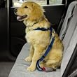 LARGE - RED - Dog Car/Truck Safety Harness - Adjustable Nylon Web with Quick Release Buckles