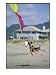 A German Shepherd Leaps for a Kite on the Beach at the Lincoln City Kite Festival Art Photographic Poster Print by Phil Schermeister, 12x16