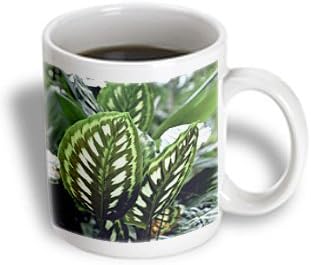 Danita Delimont - Flora - Window flora, Calathea Libbyana - NA01 DPB0000 - Douglas Peebles - 11oz Mug (mug_83377_1)