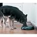 Tools & Hardware : PetSafe 3 Meal Pet Feeder
