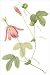 Red Passion Flower (bot. Passiflora racemosa) Art Print Poster by Pierre-Joseph Redoute