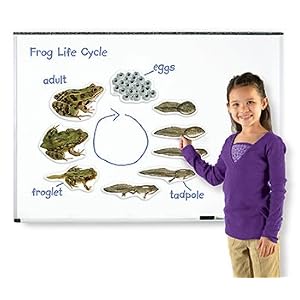 Frog Life Cycle
