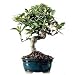 Golden Gate Ficus Bonsai