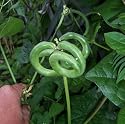 Pretzel Bean 20 Seeds
