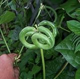 Pretzel Bean 20 Seeds - VERY RARE! Strange-Good Eating