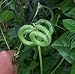 Pretzel Bean 20 Seeds - VERY RARE! Strange-Good Eating