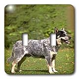 Dogs Australian Cattle - Australian Cattle Dog - Light Switch Covers - double toggle switch