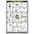 Fitnus Chart -Aerobic Flexibility 23"x35, Accessories, Weight Lifting AC-MSCHRTAF