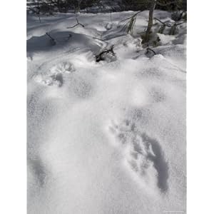 Racoon Tracks in the Snow near Truckee, Lake Tahoe, California Photographic Poster Print