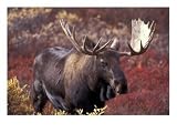 Moose in Autumn Alpine Blueberries, Denali National Park, Alaska, USA Photographic Print by Hugh Rose, 24 x 18