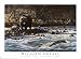 Search : Along the Yellowstone Art Print by Wilhelm J. Goebel, 34" x 25"