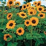 Sunflower Seeds - Sunflower Soraya