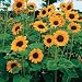 Sunflower Seeds - Sunflower Soraya