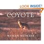 Coyote