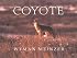 Coyote