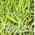 Ian Moore's Got the Green Grass