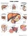 Book The Liver (Teach & Learn)