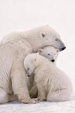 Polar Bear Family (Mom and Cubs) Art Poster Print - 24 X 36