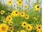 26,000 Black Eyed Susan Flower Seeds with Free Shipping