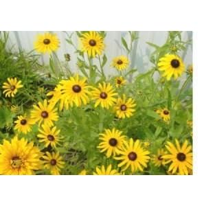 Black Eyed Susan Flower Seeds