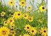 Outdoor Living : 26,000 Black Eyed Susan Flower Seeds with Free Shipping