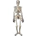 Skeleton 53in Jointed Cutout