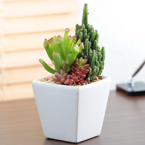 【第一園芸】「電磁波サボテン多肉植物寄せ植え」スクエア陶器鉢