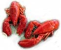 2 Live Maine Lobsters, 1.25 lbs. Each