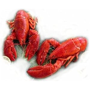2 Live Maine Lobsters, 1.25 lbs. Each by Charleston Seafood