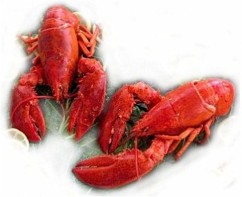 Two Live Maine Lobsters, 1.25 lbs. Each by Charleston Seafood