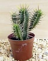 Corn Cob African Milk Bush Cactus - Euphorbia