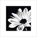 Chrysanthemum by Michael Banks - Fine Art Print / Poster - 15.75 x 15.75