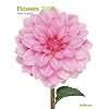 2008 Flowers Poster Calendar