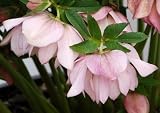 Amazon / Hirts: Helleborus: Cotton Candy Lenton Rose - Helleborus - Shade