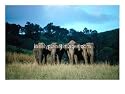 Four Elephants in Periyar Sanctuary of Kerala, Kerala, India Animals Photographic Poster Print by Tony Wheeler, 24x18
